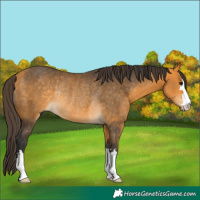Horse Color:Buckskin Rabicano 