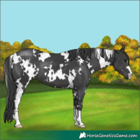 Horse Color:White Spotted Black