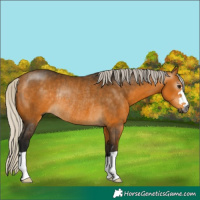 Horse Color:Gray Silver Buckskin Rabicano 