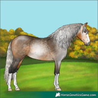 Horse Color:Gray Silver Buckskin Rabicano 