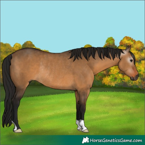 Horse Color:Gray Bay Dun Rabicano 