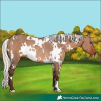Horse Color:White Spotted Silver Brown Dun Rabicano 