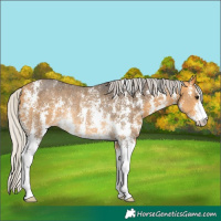 Horse Color:Silver Buckskin Sabino Rabicano