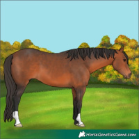 Horse Color:Bay 