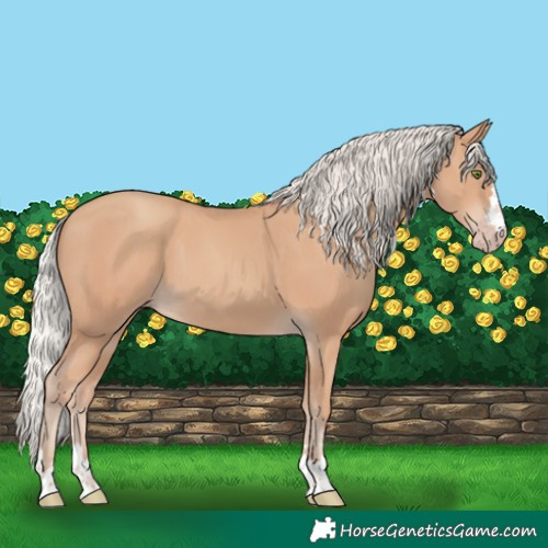 Horse Color:Silver Classic Champagne