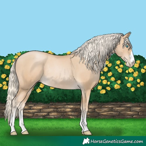 Horse Color:Palomino Pearl Rabicano