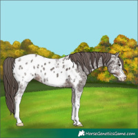 Horse Color:Liver Chestnut Ice Sabino Appaloosa 
