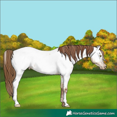 Horse Color:Gray Red Dun Ice Pearl Appaloosa Rabicano 