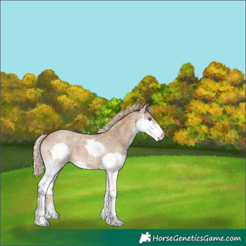 Horse Color:Chocolate Palomino Roan Splash 