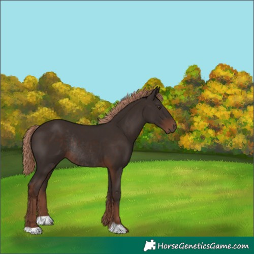 Horse Color:Liver Chestnut Rabicano 
