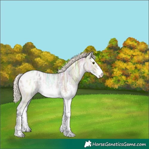 Horse Color:White Spotted Silver Buckskin Ice Dun Sabino Appaloosa Rabicano 