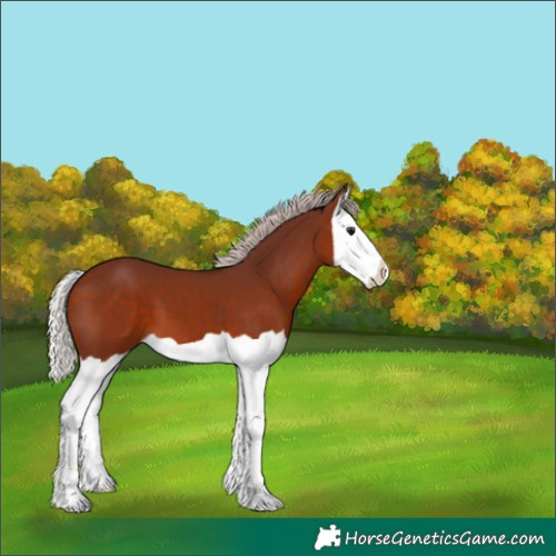 Horse Color:Chocolate Silver Bay Splash 