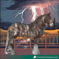 Horse Color:Buckskin Sabino Appaloosa and Silver Brown Sabino