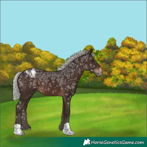 Horse Color:Silver Brown Ice Appaloosa 