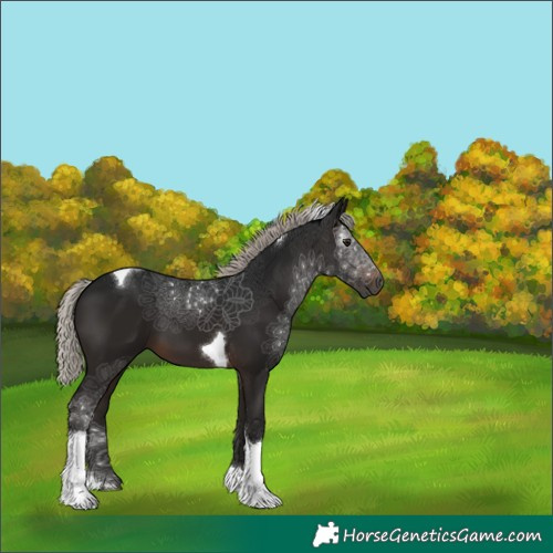 Horse Color:Gray Silver Brown Tobiano 