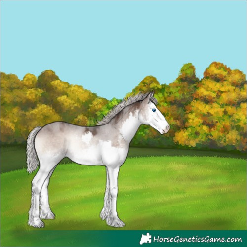 Horse Color:White Spotted Silver Brown Onyx Splash 