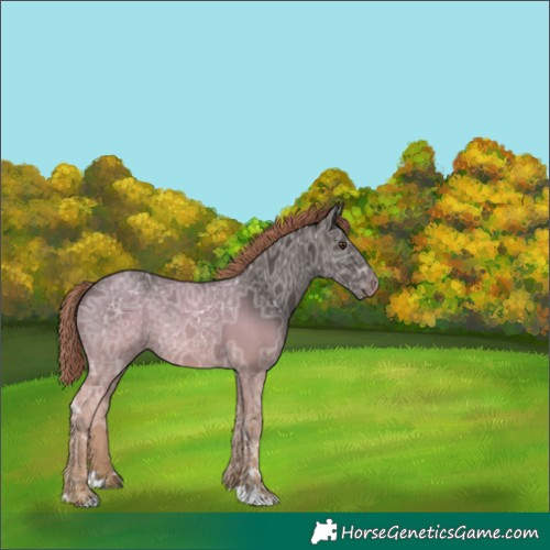 Horse Color:Liver Chestnut Ice 