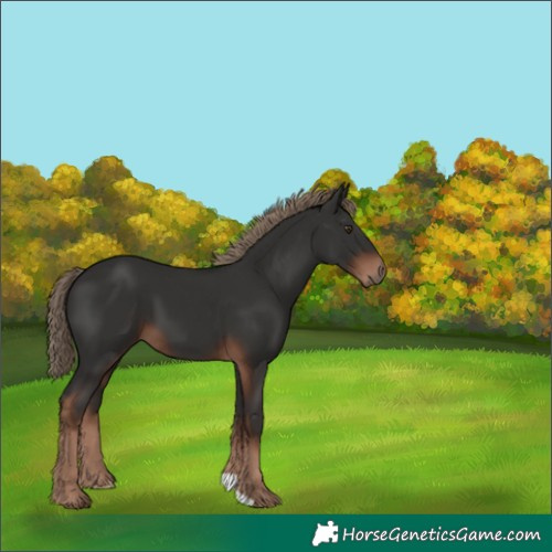 Horse Color:Liver Chestnut 