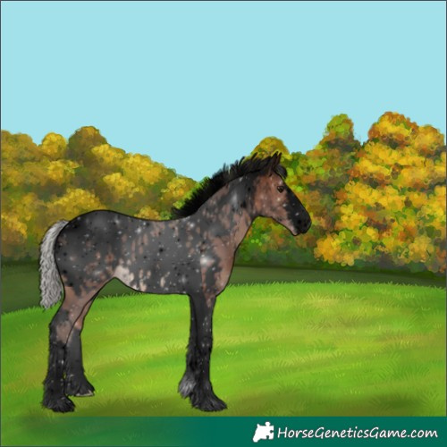 Horse Color:Void White Spotted Silver Brown Tobiano Appaloosa 