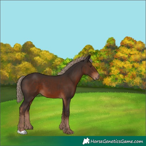 Horse Color:Liver Chestnut 
