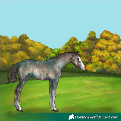 Horse Color:Liver Red Onyx Ice Sabino 