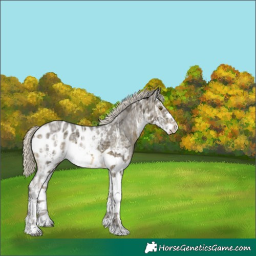 Horse Color:White Spotted Silver Buckskin Ice Sabino Appaloosa Rabicano 