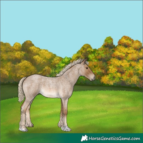 Horse Color:Chocolate Palomino Roan 