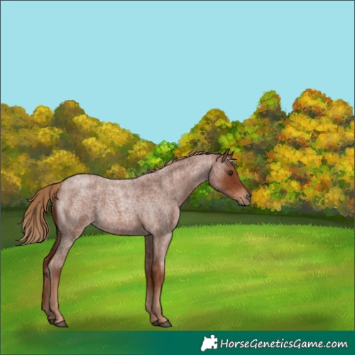 Horse Color:Red Roan 