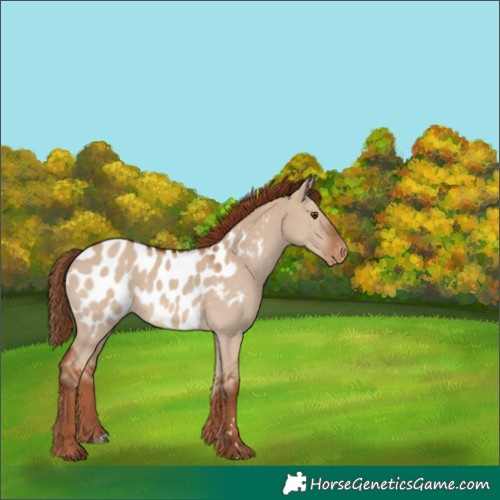 Horse Color:Red Dun Appaloosa 