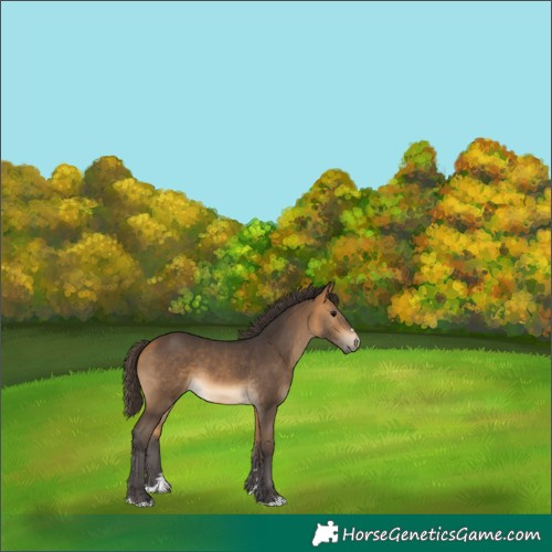 Horse Color:Buckskin 