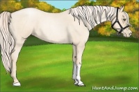 Horse Color:Gold Cream Champagne Roan Pearl 