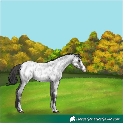 Horse Color:Blue Roan Sabino Appaloosa Rabicano 
