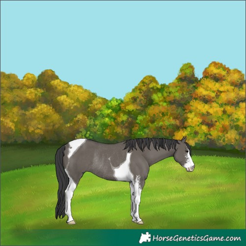 Horse Color:Grullo Sabino Tobiano Rabicano 