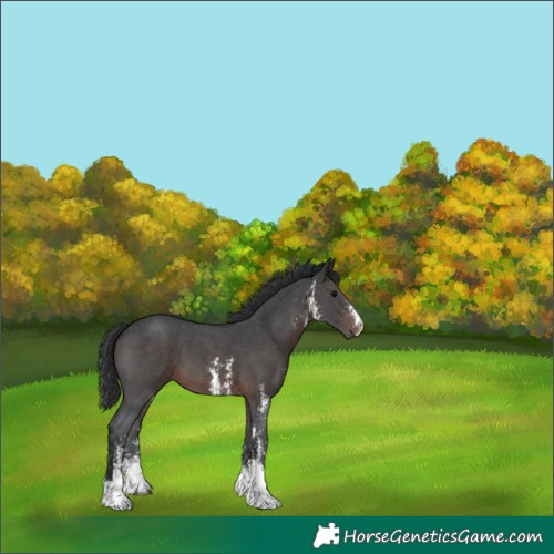Horse Color:Brown Sabino 