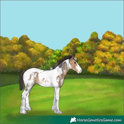 Horse Color:Buckskin Sabino Tobiano Rabicano 