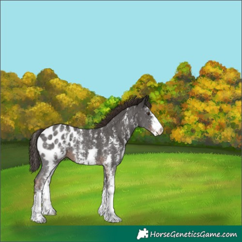 Horse Color:Liver Chestnut Sabino Appaloosa 
