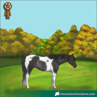 Horse Color:Smoky Black Tobiano Rabicano