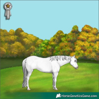 Horse Color:Grullo Sabino Frame