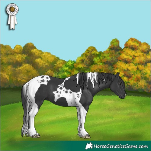 Horse Color:Black Tobiano 