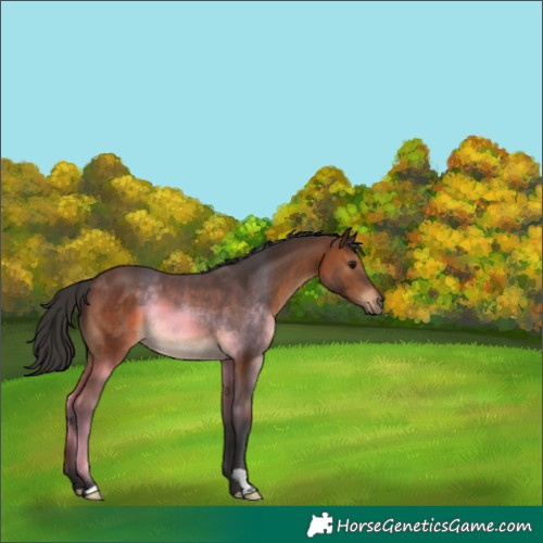 Horse Color:Brown 