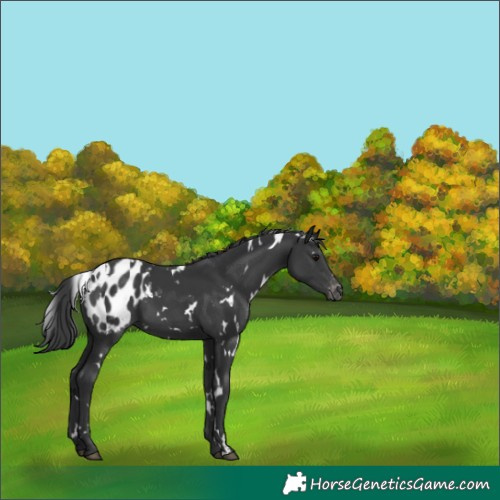 Horse Color:White Spotted Black Appaloosa 