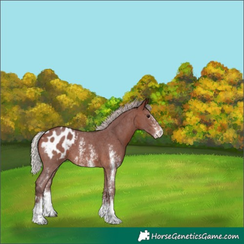 Horse Color:Chocolate Silver Brown Sabino Blanket 