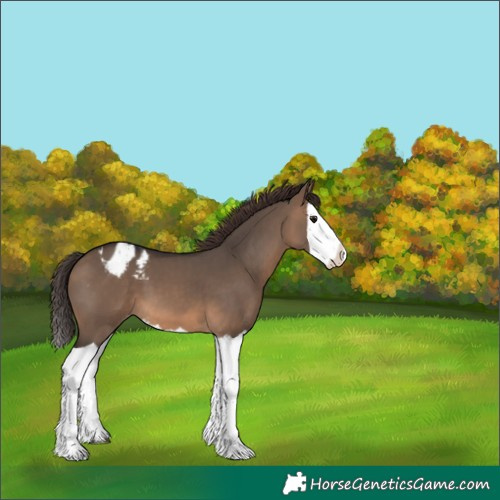 Horse Color:Brown Dun Splash Appaloosa 