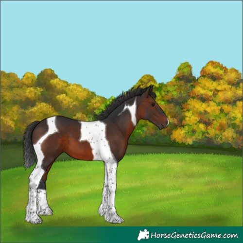 Horse Color:Brown Tobiano 