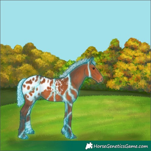 Horse Color:Thunderstruck Silver Bay Appaloosa 