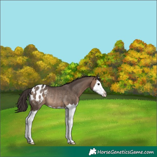 Horse Color:Brown Dun Splash Appaloosa Rabicano 