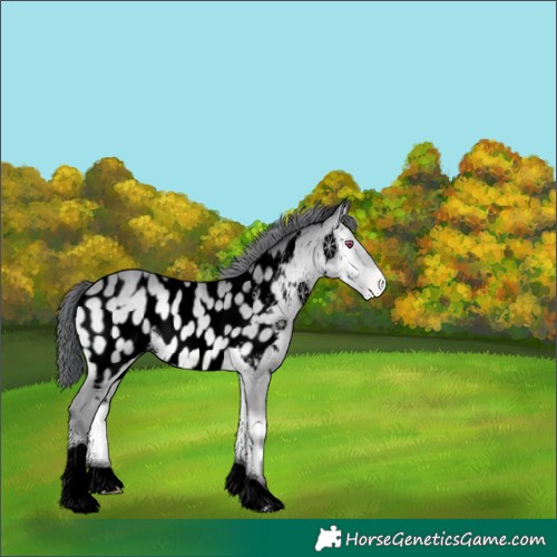 Horse Color:Void Sable Champagne Chinchilla Onyx Tobiano Appaloosa 