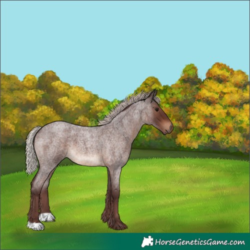 Horse Color:Chocolate Silver Brown Roan 