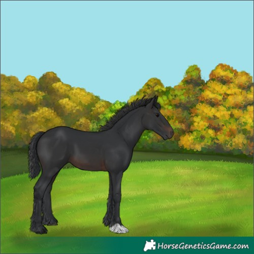 Horse Color:Brown 