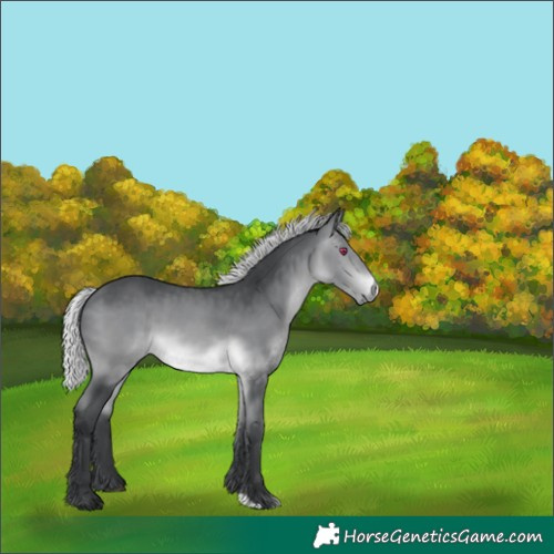 Horse Color:Silver Brown Chinchilla 